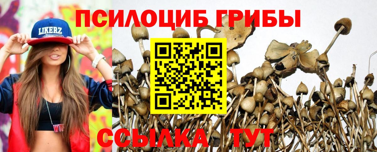Звенигород  Галлюциногенные грибы Psilocybe  Вход с VPN 